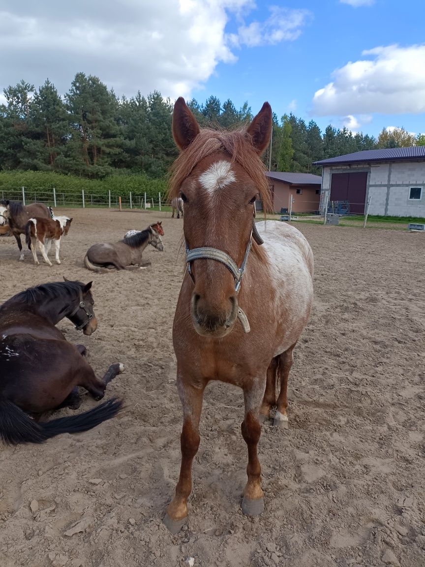 Sprzedam 3 letnią klacz/Sprzedam konia