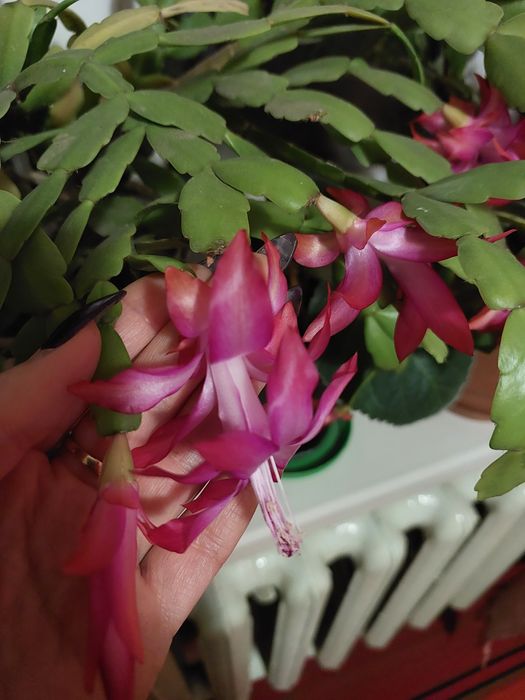 Рождественник декабрист Шлюмбергера