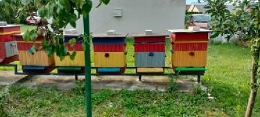 Rodziny pszczele