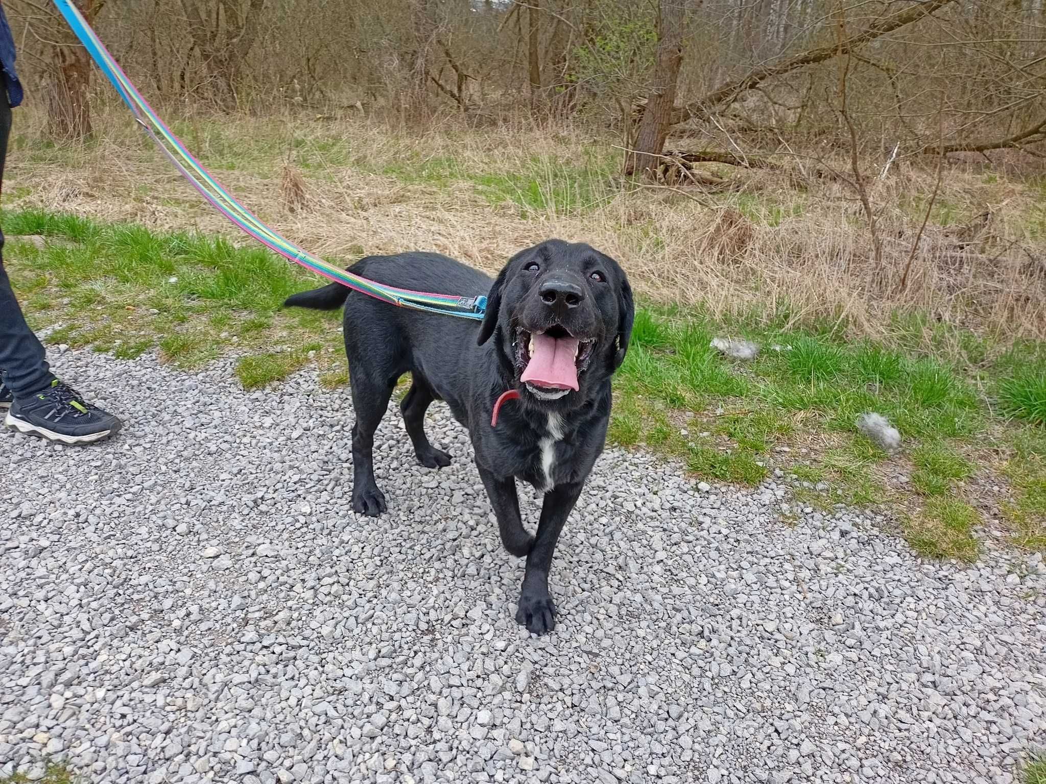 Meksyk w typie labrador retrievera - schronisko