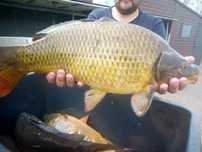Duży karp 3-4 kg sztuka
