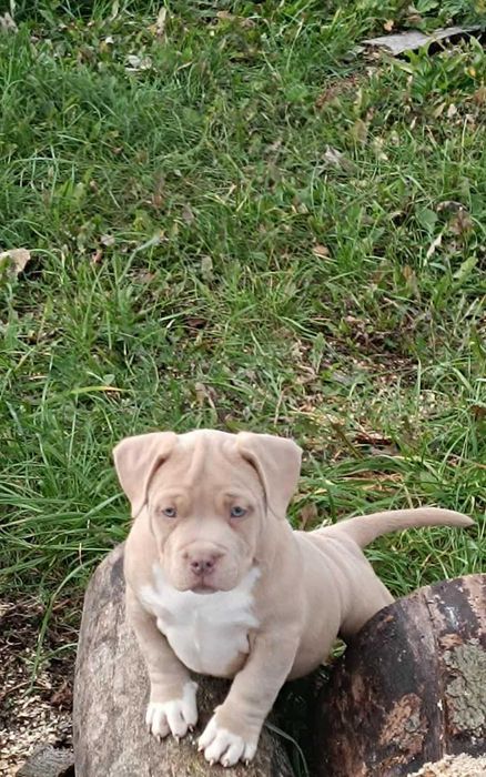 American Bully ABKC  lilak ,pocket gotowe do odbioru