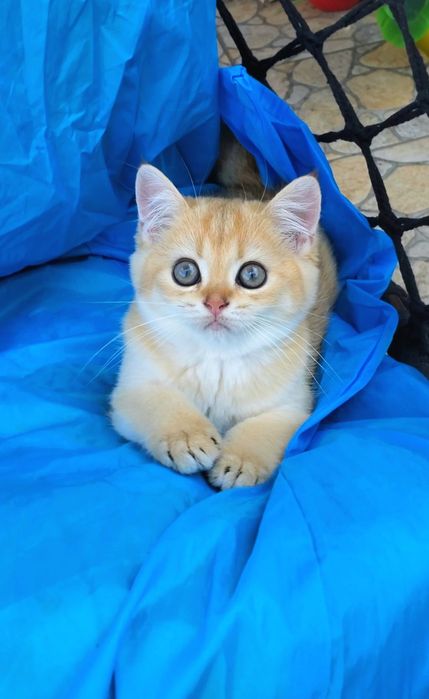 Ручные кукольные малышата, котята золотая шиншилла