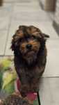 Cavapoo piesek F1