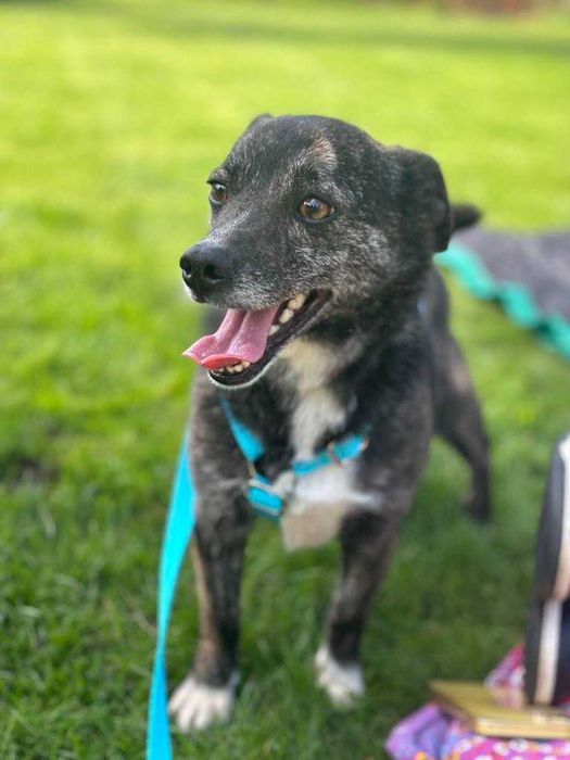 Ufny wpatrzony w człowieka psiak czeka na dom