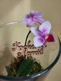 Storczyk mini w szkle (słoiku) prezent orhideja las w szkle