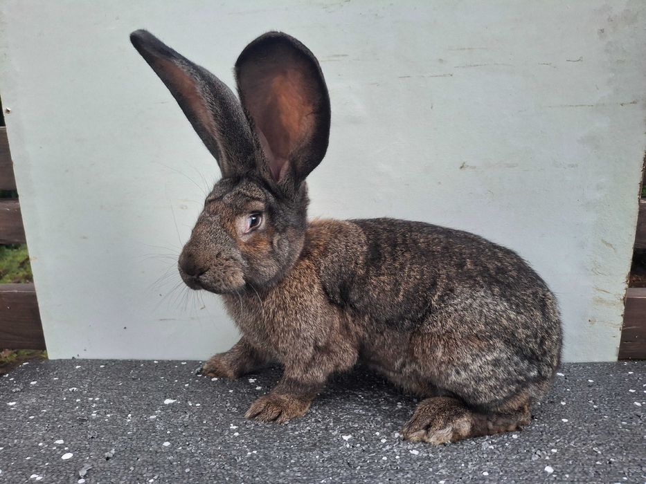 Kroliki samice Belgijskie