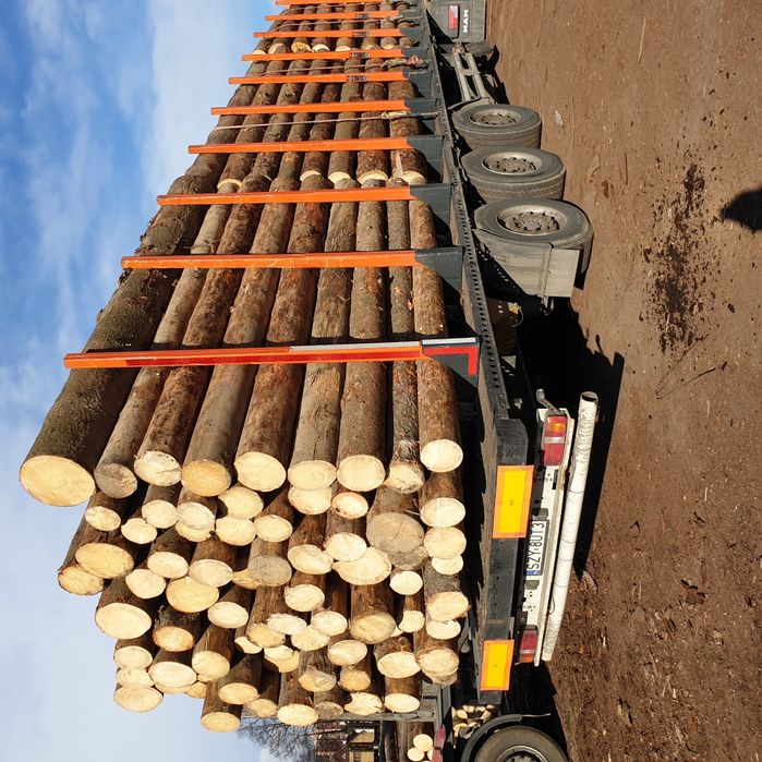 Świerk posusz suchar kornik Kłoda Dłużyca wałki drewno drzewo