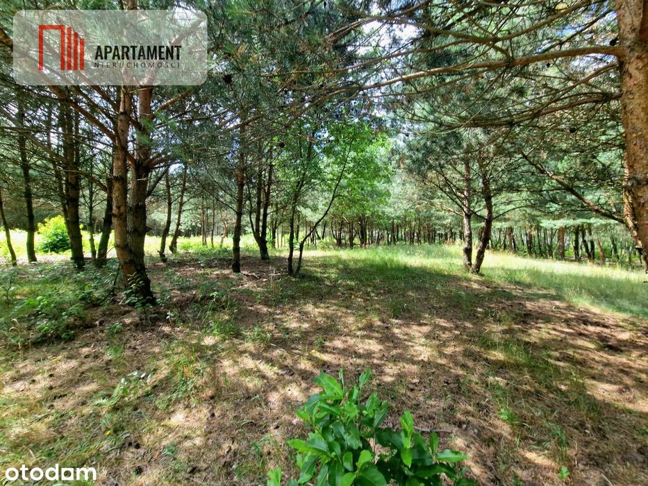 Działki budowlane w lesie blisko Poznania!
