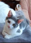 Няшечка! Котеня 2,5 міс.