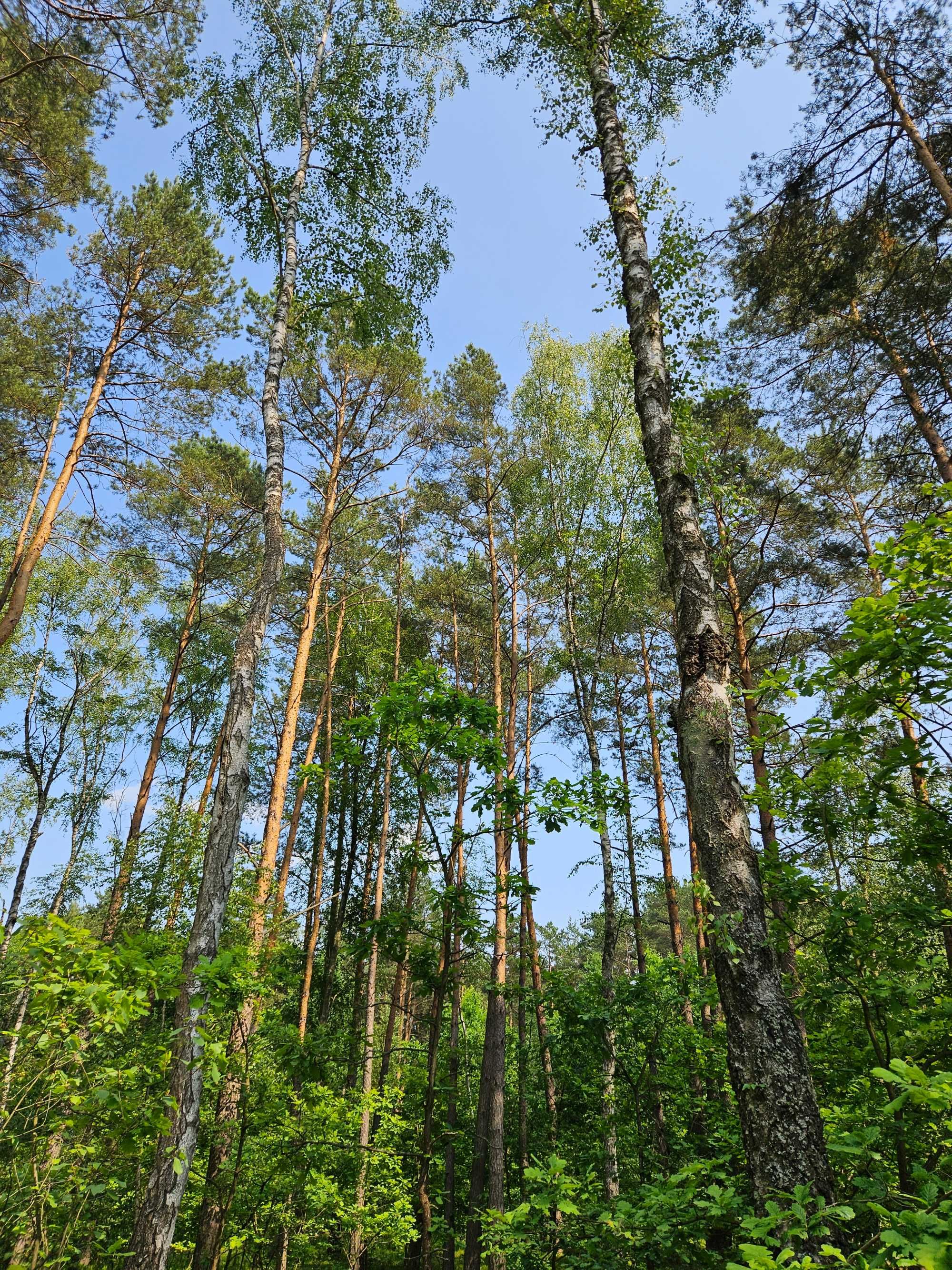 Działka leśna 2,8 ha - Bartniki