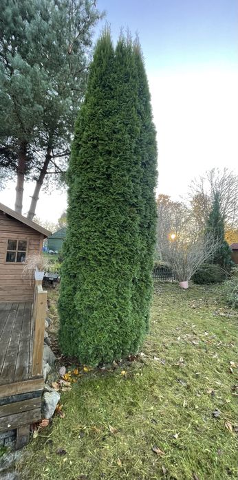 Tuja szmaragd BIG 5 m