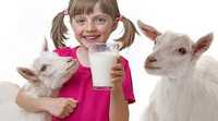 Козине молоко. Молоко від кізоньки, кози. Козяче молоко.