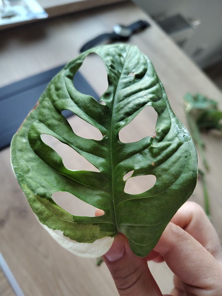 Monstera adansonii variegata