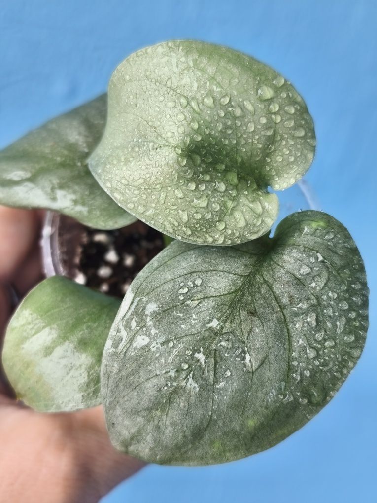 Сциндапсус Moonlight variegata
