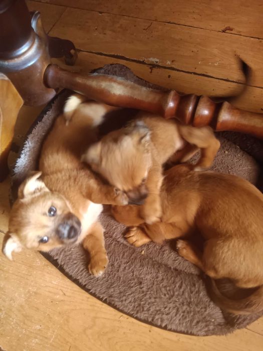 Oddam za darmo szczenięta