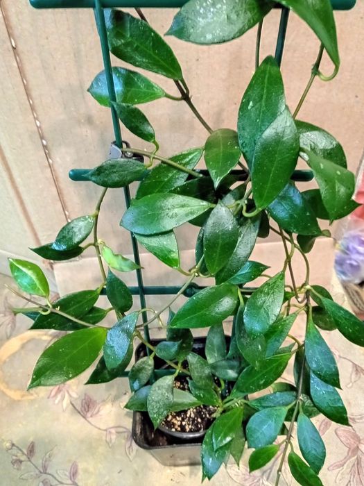 Хойї сортові зрізи