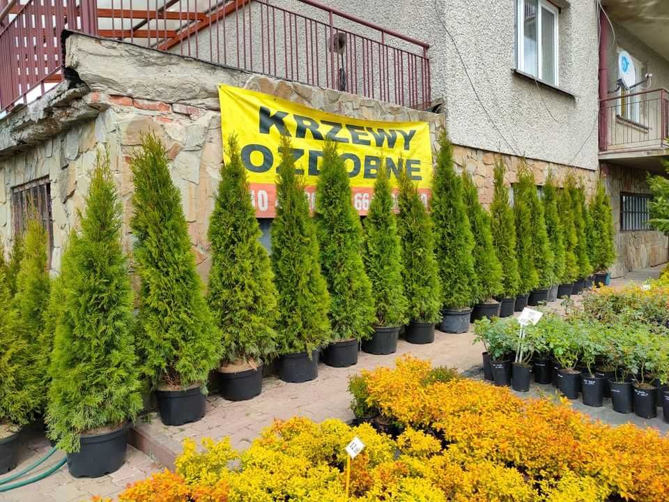 Tuja szmaragd - Thuja occidentalis różne wysokości