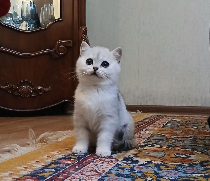 Хлопчики срібна шиншила
