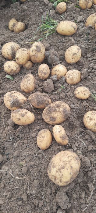 Ziemniaki odmiany Tajfun i Lord