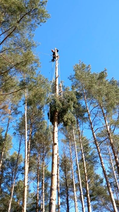 Arborysta, wycinka i pielęgnacja drzew trudnych Międzyrzecz i okolice