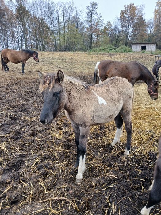 Ogierki huculskie cena za parę