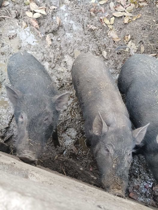 Świniodziki - 2 młode knurki 7-miesieczne