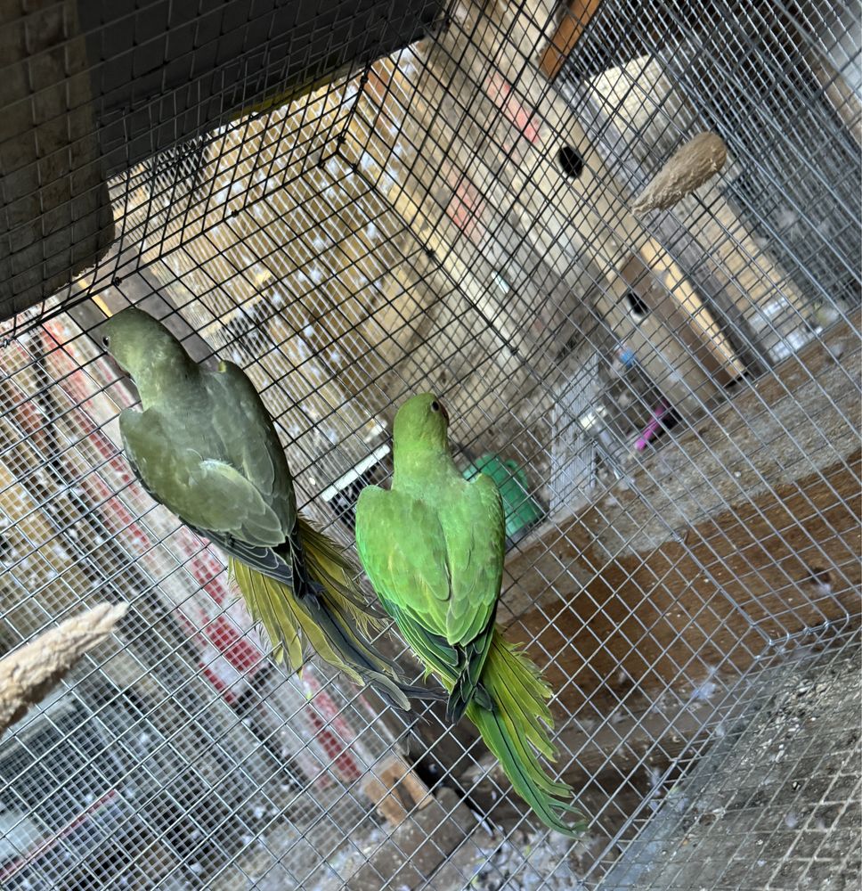 Ring Necks novos