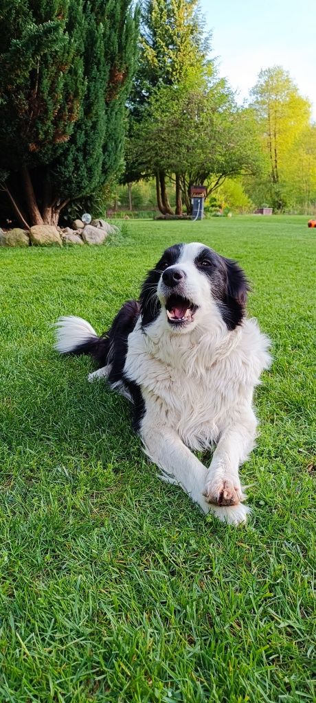 Border collie szczeniak suczka
