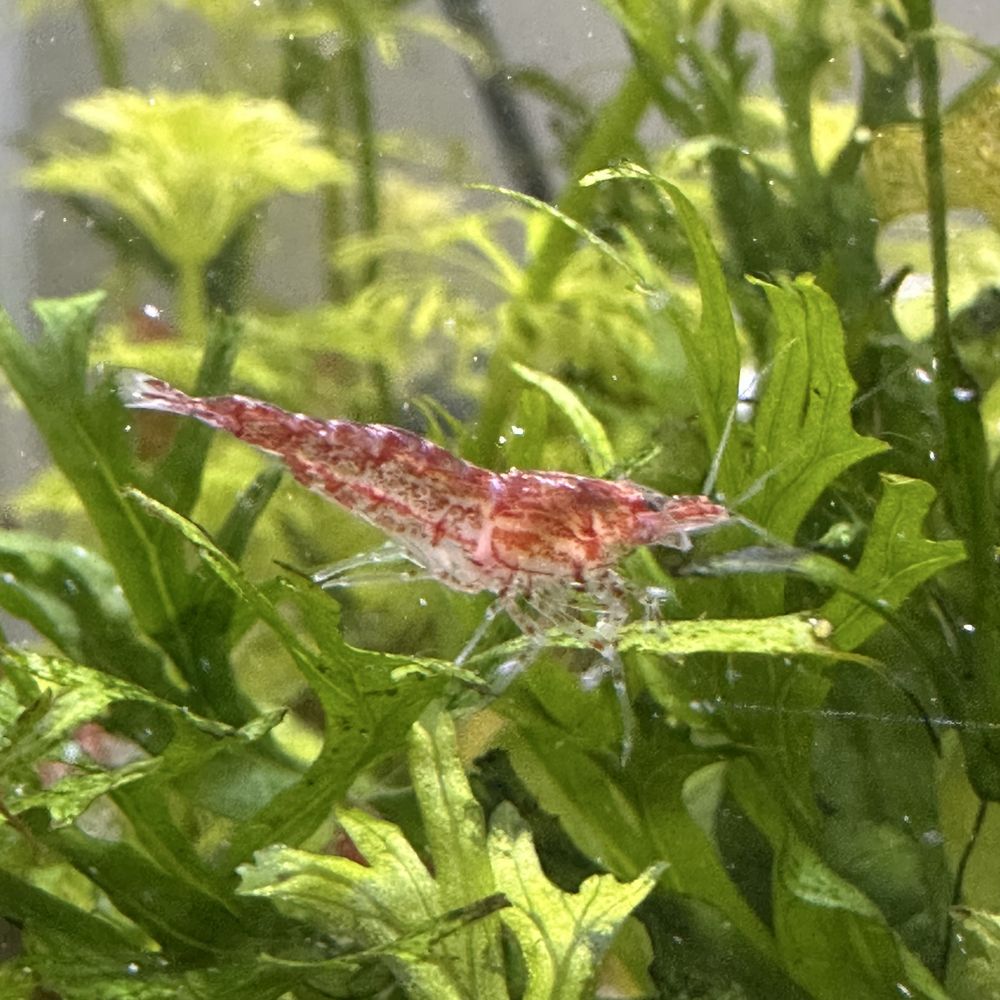 Camarões red neocaridina