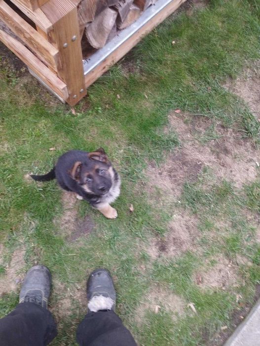 Цуценя німецької вівчарки