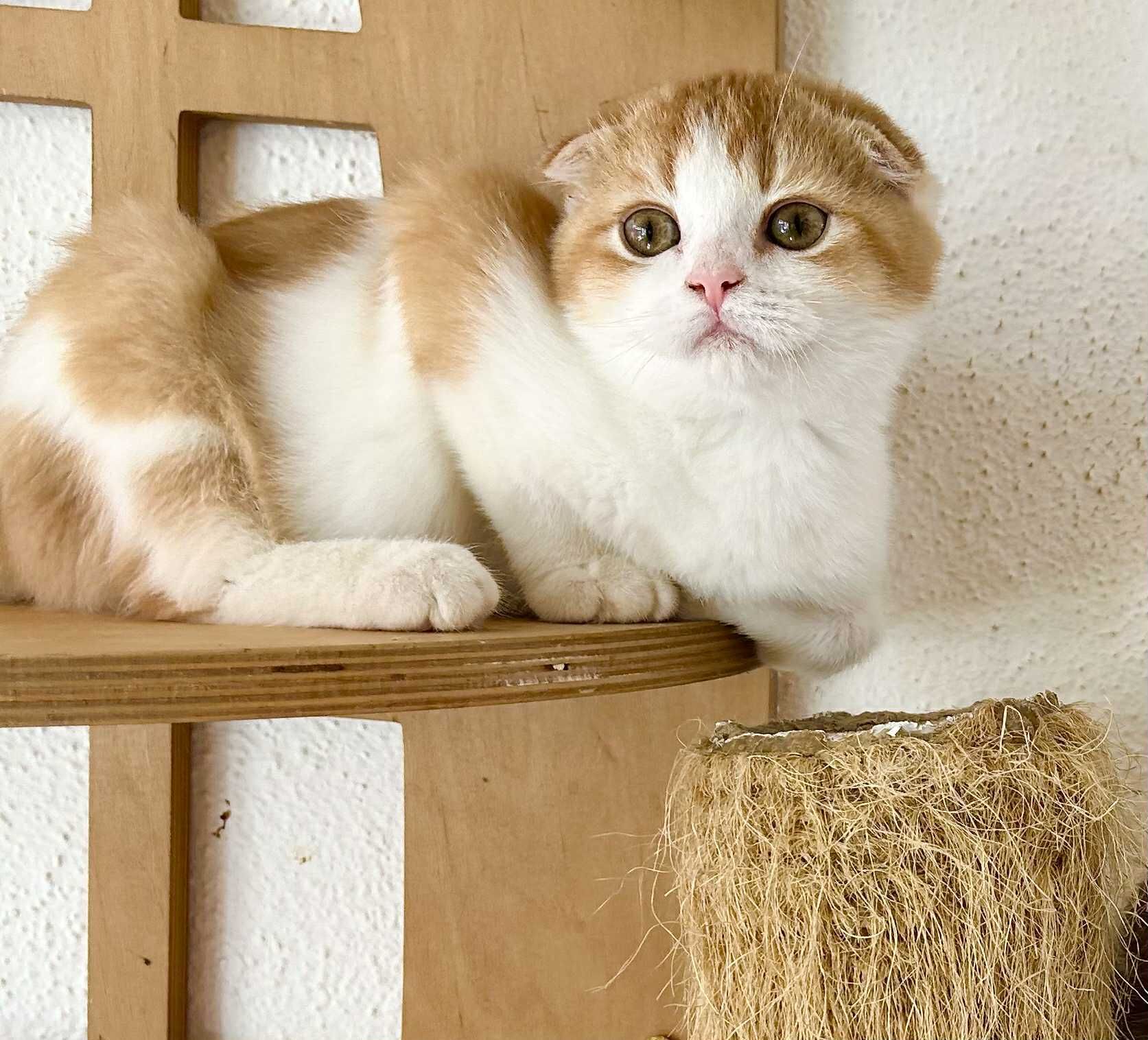 Menino scottish fold
