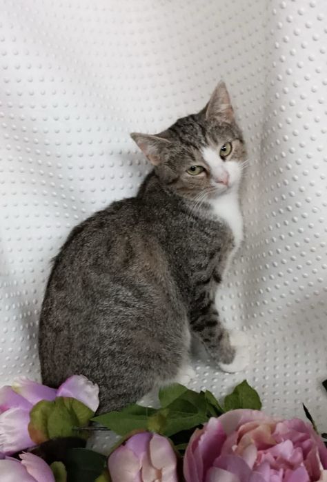 Uroczy Kocurek Tobi szuka domku