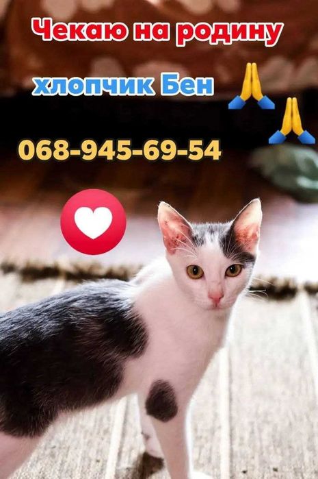 Кошенятко у добрі руки