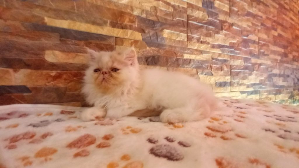 Gatinha persa lindíssima