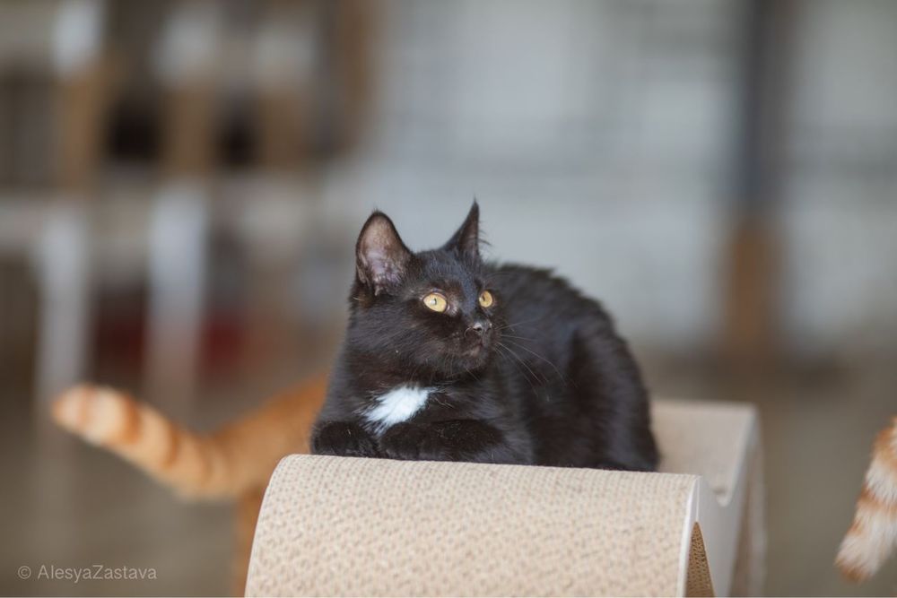 Черный кот Оникс, 1 год