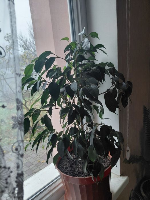 Продаю фікус мілколисний.