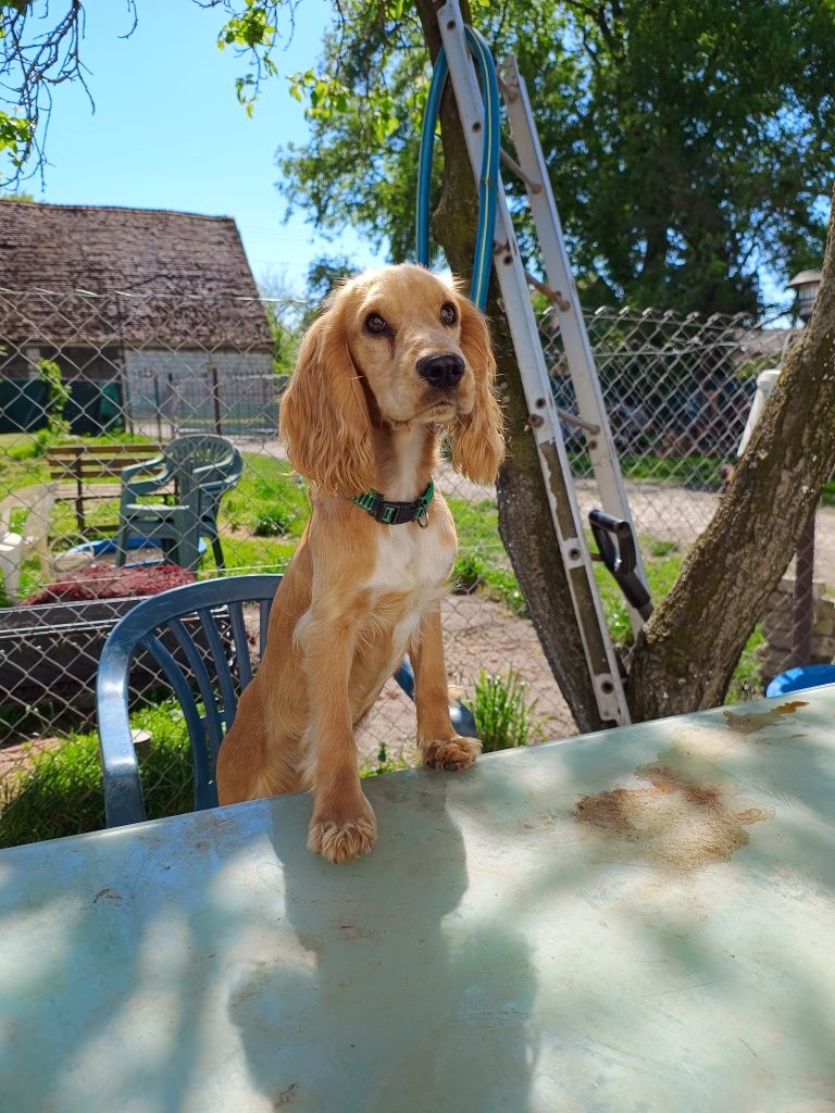 Cocker spaniel angielski piesek