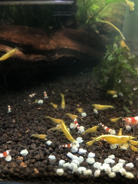 Camaroes azuis e amarelos (neocarodina)