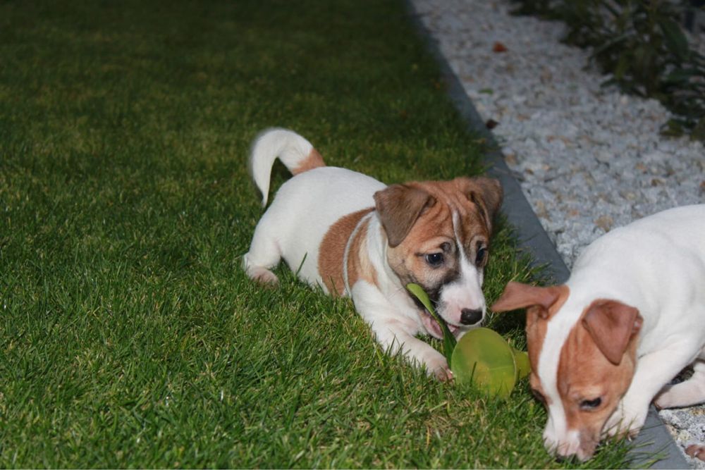 Piesek Jack Russell Terrier