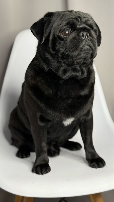 Мопс Фінік шукає дівчинку))