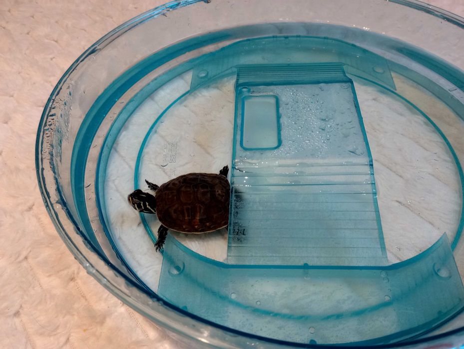 Sprzedam Żółwia Wodno Lądowy Hieroglifowy+ Basen + Karma