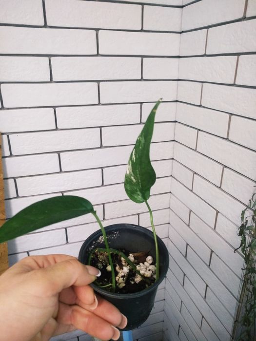 епіпремнум pinnatum marbl,  pinnatum albo, Njoy, хеппі ліф, золотист