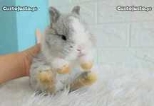 Coelhos anõe mini toy, holandês, mini lop+Gaiola nova+alimentação