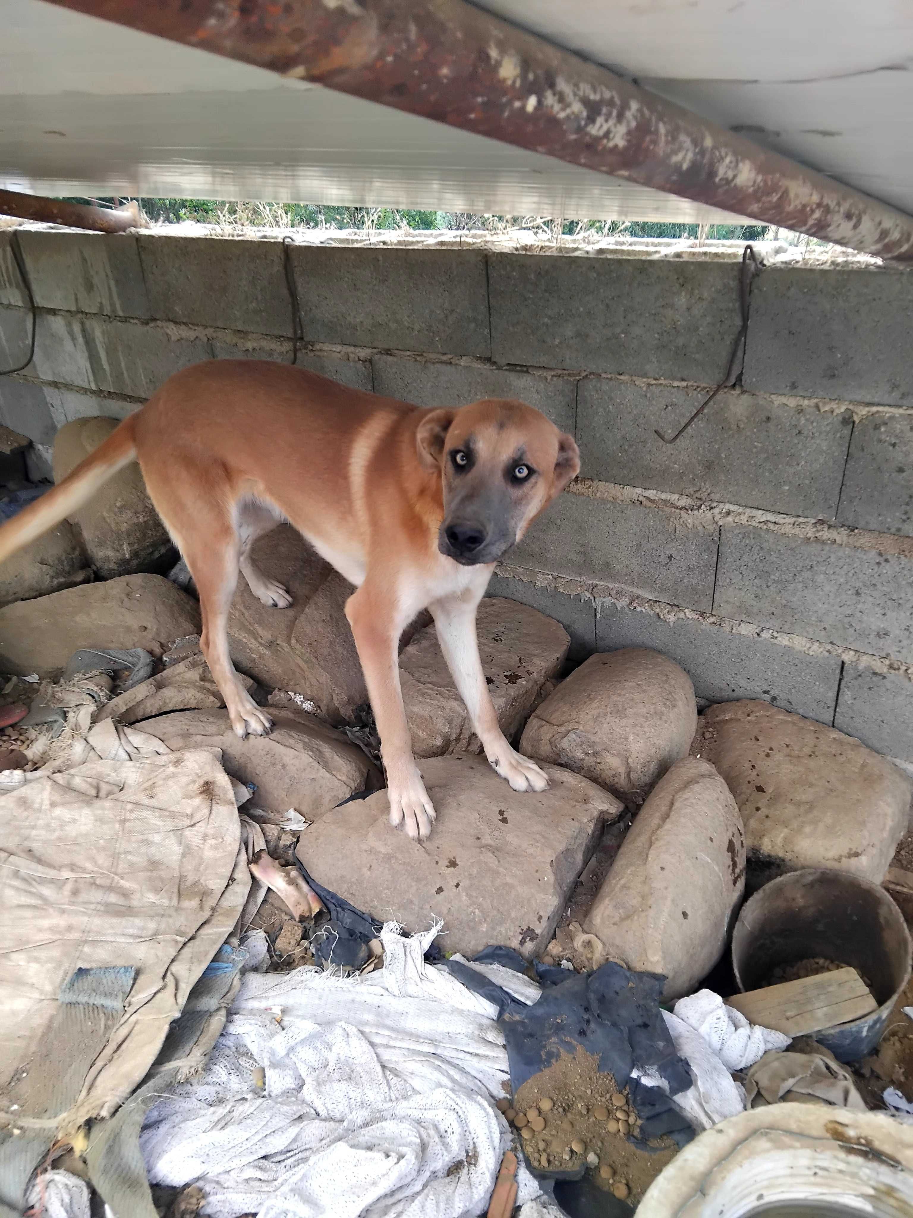 Cão arraçado de pastor alemão para doação