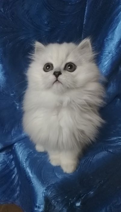 Серебристый шиншилла белый пепельный