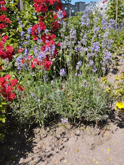 Лаванда англійська, сорт Хемус.