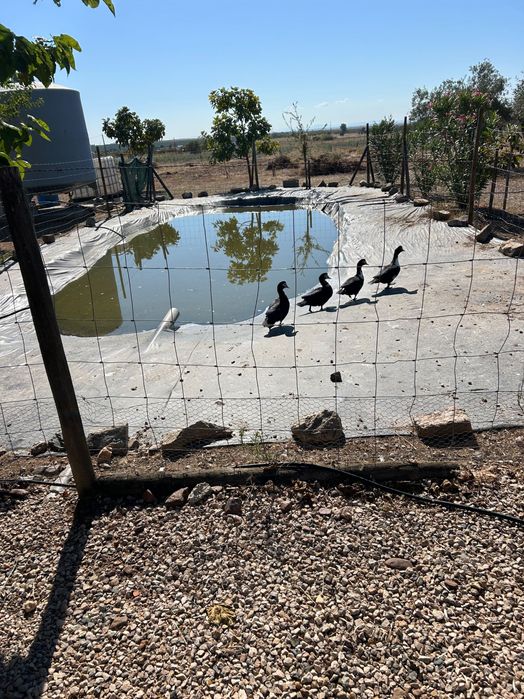 Patos do campo venda