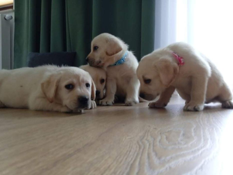 Labrador retriever