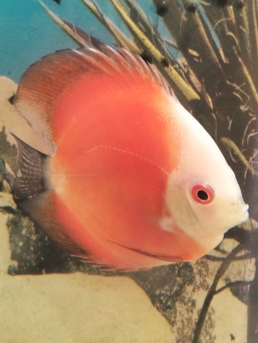 Discus red Marlboro 8 a 9cm